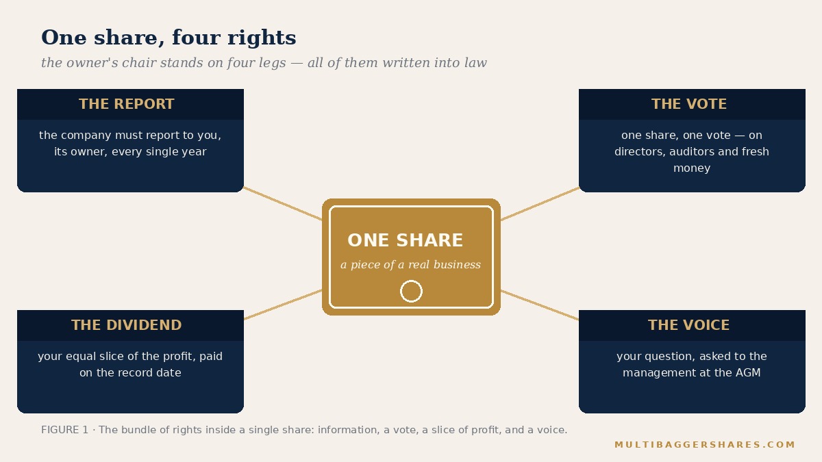 The bundle of rights inside a single share — information, a vote, a slice of the profit, and a voice.