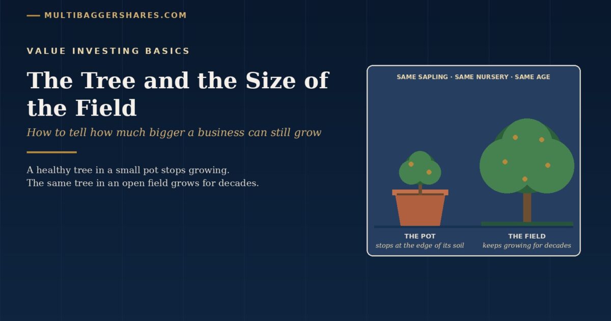 Navy Cover for the Tree and the Size of the Field Showing the Same Sapling in a Clay Pot and in an Open Field