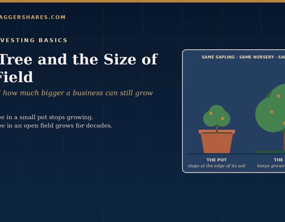 Navy Cover for the Tree and the Size of the Field Showing the Same Sapling in a Clay Pot and in an Open Field