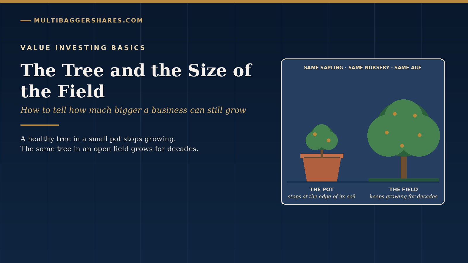 Navy cover for The Tree and the Size of the Field, showing the same sapling in a clay pot and in an open field