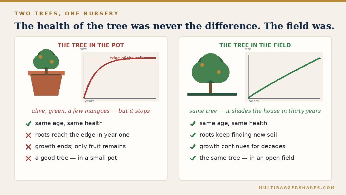 Two panels side by side: a small tree in a clay pot with a growth curve that flattens, and a larger tree in a field with a growth curve that keeps rising.
